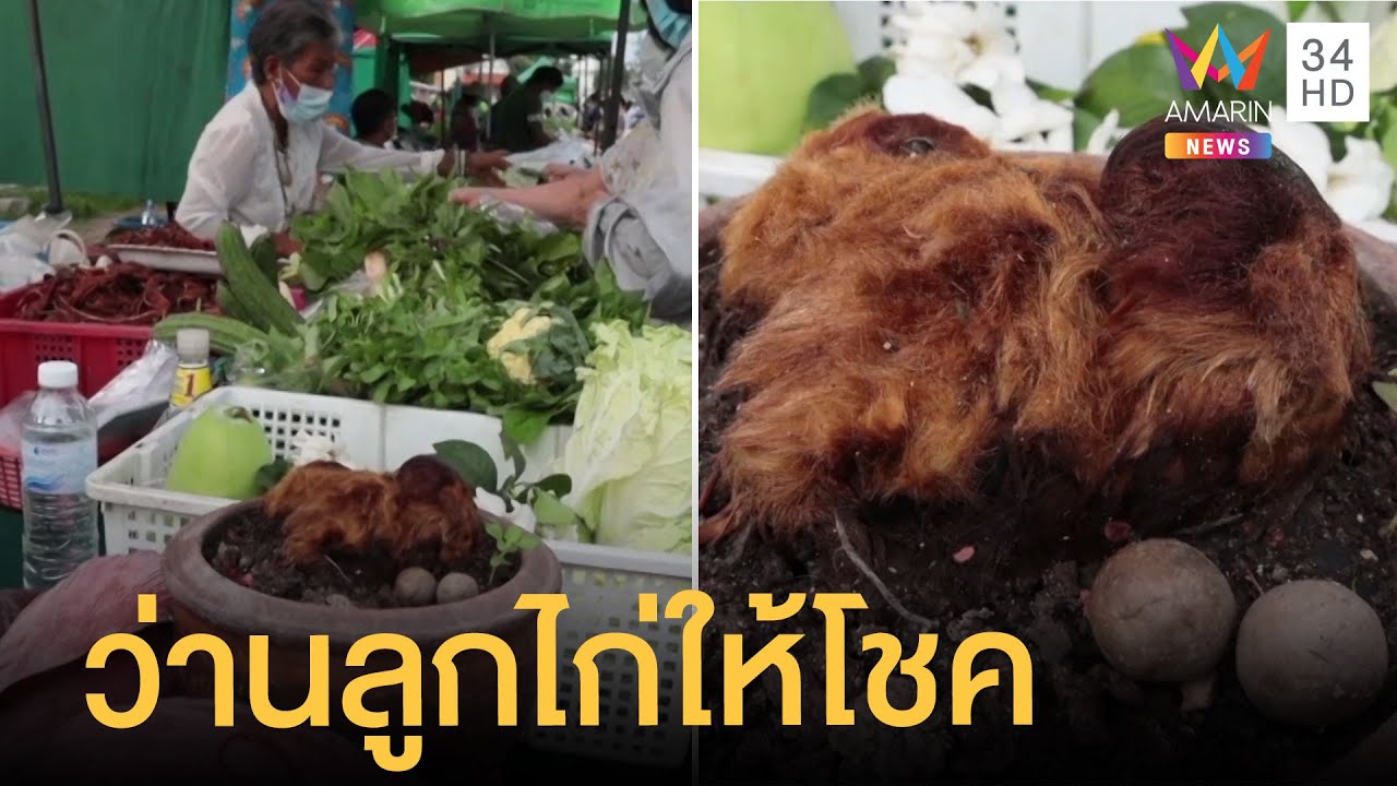 ว่านลูกไก่ทองให้โชค ค้าขายดีโชคดีมีทรัพย์ ถูกหวยเกือบทุกงวด
