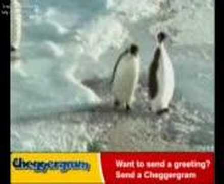 pingu-orale cabron