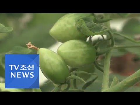 폭염 대응 기술 '효과'…농작물 소득 늘고 가축 폐사는 줄어