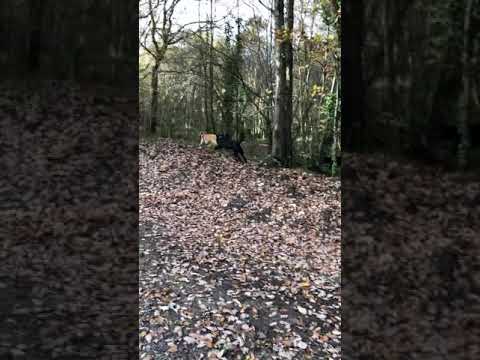 Dog walking Battle Wood