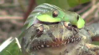Snake eats bull frog alive, slowly [Fast forwarded clip]