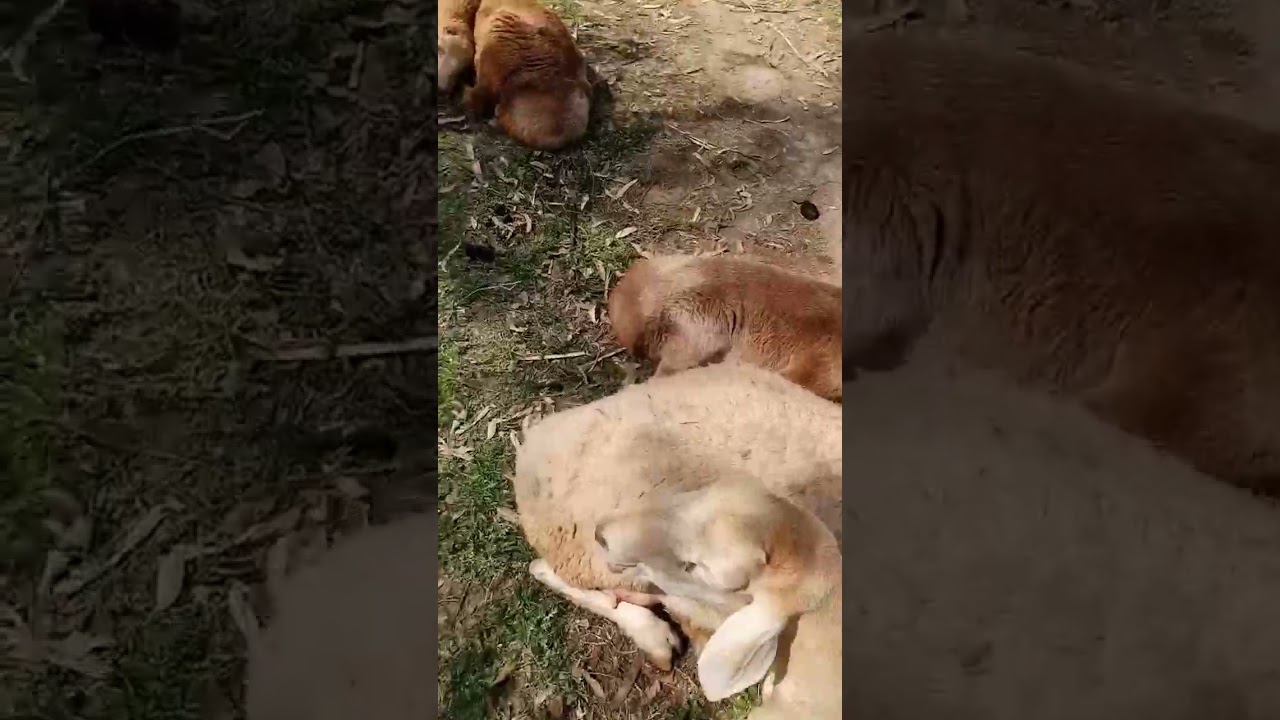 live simple feel happy life trick ❤✅ 