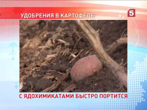 Конкретные признаки правильного картофеля. «Есть можно!». Утро на 5