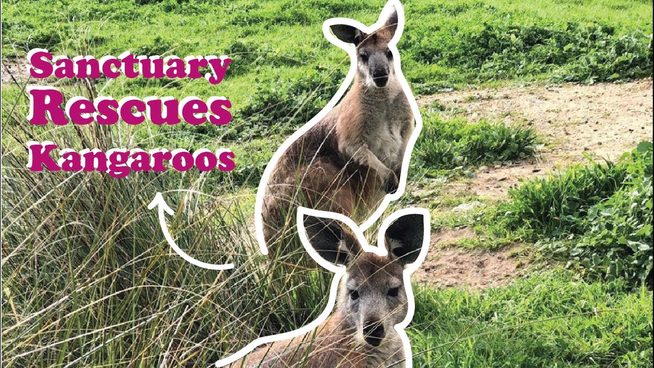 Injured Kangaroo Saved & Rehabilitated By Sanctuary 😢| The Koala