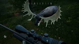 거대한 뿔을 가진 무스 사냥_230925 | 플스 게임 Hunting Simulator 2 screenshot 5