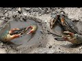 Best Hand  Catching  | Unique Catching Mud Crab  in Warm Hole with Catching Giant mud crab By Hand