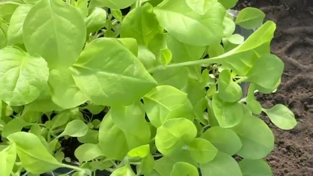 Открытие сезона Табака