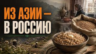 Почему Россия так полюбила гречку — хотя она не русская