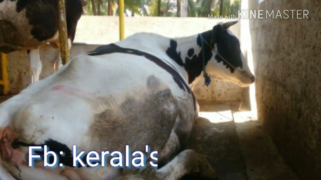 Kerala's dairy farm, hf and jersey cow seller in kerala YouTube