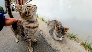 猫島で路地裏を歩くと猫がたくさんよってきて愉しい