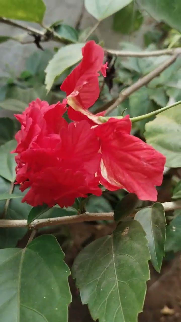 ☘️మొక్కల పెంపకం - ShareChat