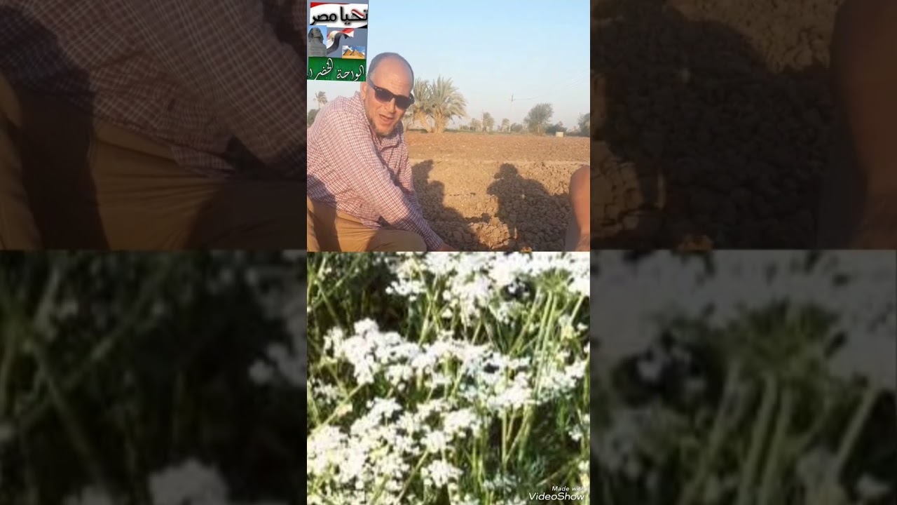 خدمة وزراعة الكراوية