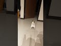 【Jack Russell Terrier傑克羅素㹴BonBon】看我甩甩甩 咬龜*😆 #傑克羅素㹴#shorts