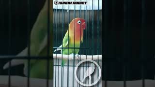 Lovebird Apasaja Langsung Emosi Nyaut Gacor Dengan Pancingan Ini