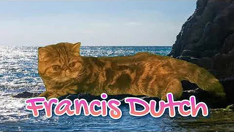 Watch the video about Cute Exotic Shorthair Kitten Floating at the Beach Funny