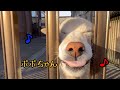 寝起きのポポちゃん、まだ眠たくてアクビが出ちゃう♪