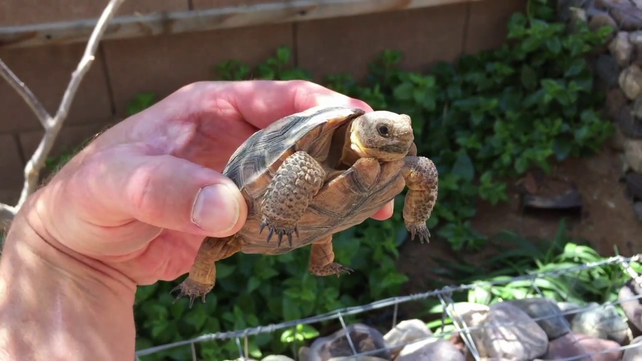 Desert Tortoise Growth Chart