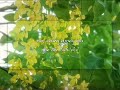 Đường tôi trở em về | nhạc chill 
