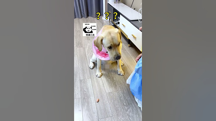 [WangZai is busy🐶] Look at his face, he must be angry!