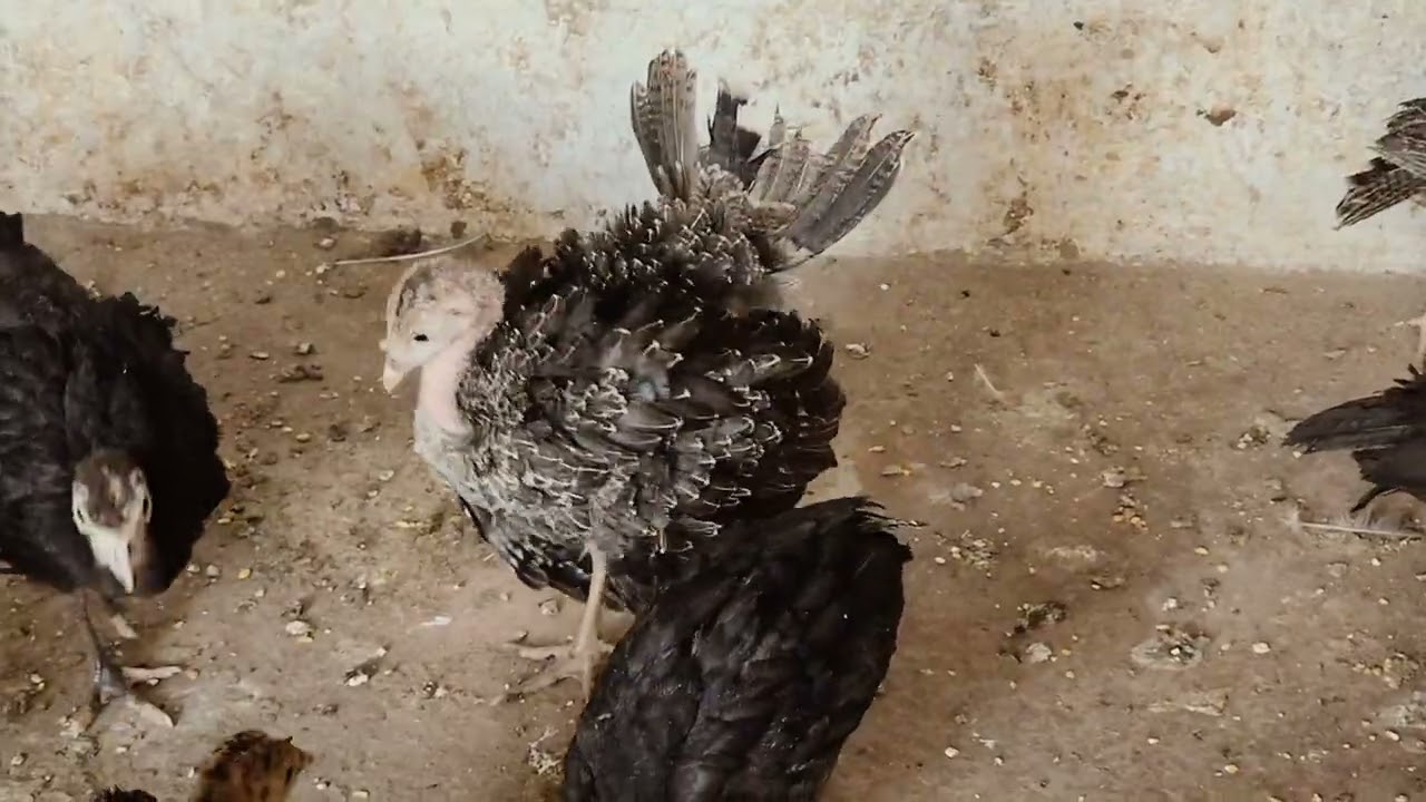 Turkey birds dance 🦃🦃🦃