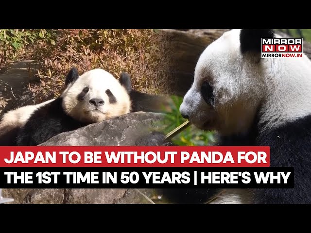 Japan Will Be Without a Panda for the First Time In 50 Years With