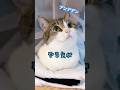 やる気がデンデデンな猫🙀🙄　#ねこ動画 #猫のいる暮らし #猫好きさんと繋がりたい #やる気が出ない #やる気 #shorts #shortvideo