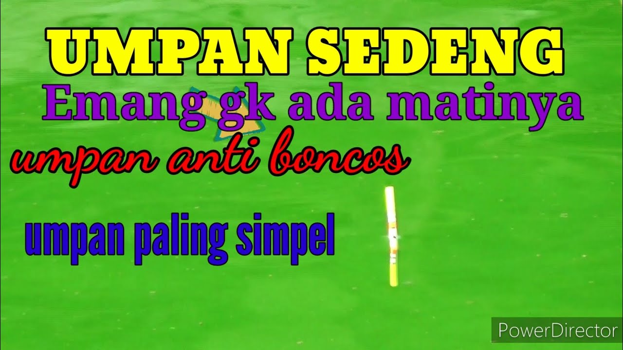 Umpan sedeng | umpan ikan mas