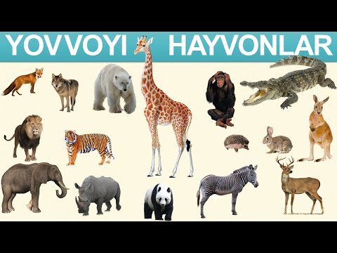 Video: Hayvonlar Qanday Rivojlangan