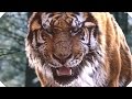 The tiger movie trailer action adventure  movie