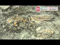 「非常にまれな例」約4000年前の縄文時代の人骨が『ほぼ完全な状態』で発掘 阿高・黒橋貝塚