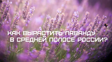 Как вырастить лаванду из семян в средней полосе России? Какую лаванду выбрать? Как ухаживать?Мой сад