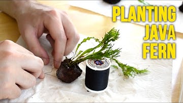 Replanting The Guppy Tank! *HOW TO ATTACH JAVA FERN TO ROCKS*