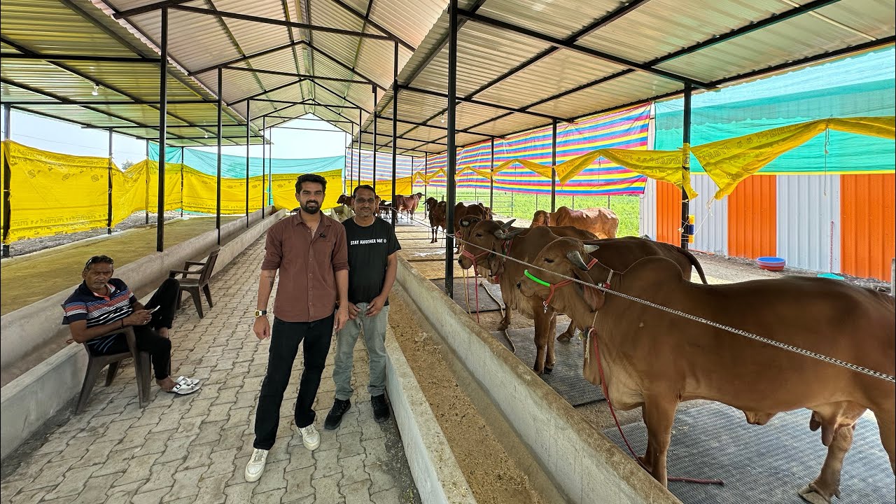 गिर गायों का डेयरी फ़ार्म | लागत💰कमाई पूरा हिसाब किताब | The Indian Dairy 