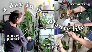 a lovely day of plant care 🪴 finally washing off sulfur, a huge dubia & joining some alocasia