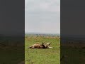 Lovely Bond Of Brothers OLOIBOR MANYWELE Lion Wildlife Animals Wildanimals Shorts Feed