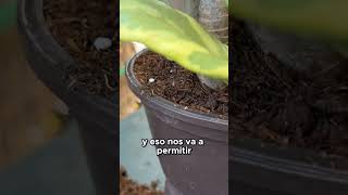¿Abono Orgánico o Químico?