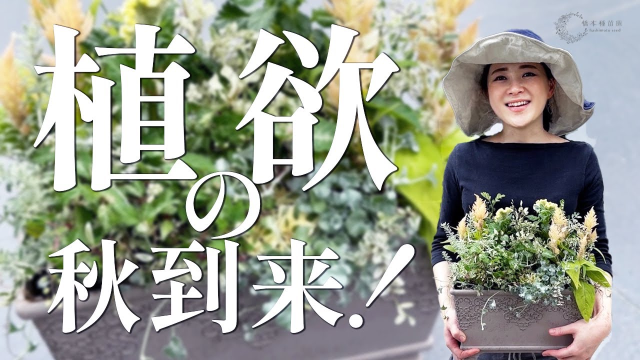 【大人かわいい】秋の寄せ植えのつくりかた♡