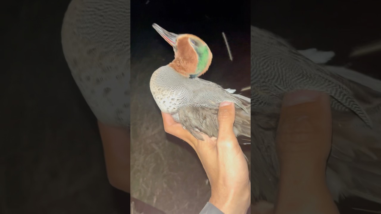 Green Wing teal🦆🦆🦆 