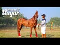 Kathiawari Stallion Mayur at P.P Savani Horse Riding School, Surat