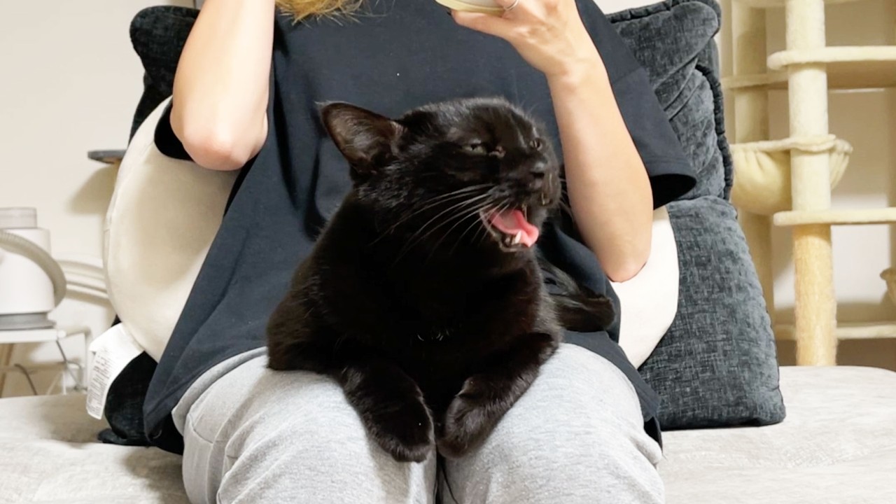 天使のような声を出しながら、大好きなママに甘える猫