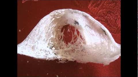 swiftlet farming our way