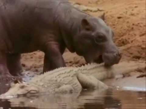 Hippo Vs Crocodile at the water hole Killing Frenzy..