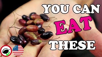 FUCHSIA BERRIES (Fuchsia magellanica) - Weird Fruit Explorer Ep. 351