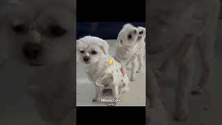Dog Core. #animals #core #dog #cutedog #dog #cute #cuteanimals #puppy