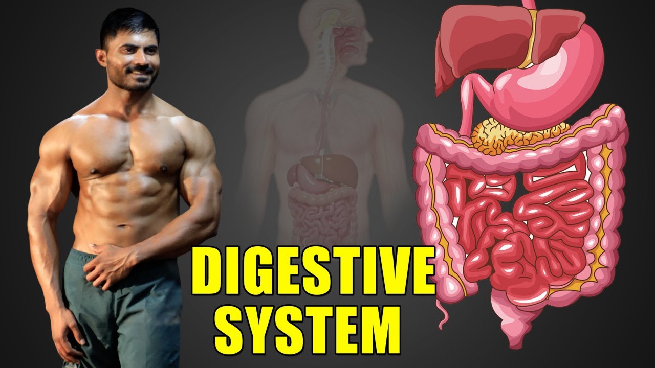 How Digestive System Works || Nutrition Series - Venkat Fitness Trainer