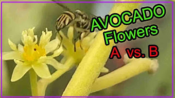 How to Tell the Difference Between A & B Type Avocado Trees