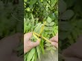 Demo of Traditional Plant Bundling Method