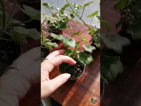 Video: Talvehtiva geraniumkasvi – pelargonioiden pitäminen talven yli