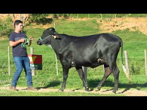 LOTE 42 • 19º LEILÃO ALIANÇA GENÉTICA LEITEIRA • 9464CC