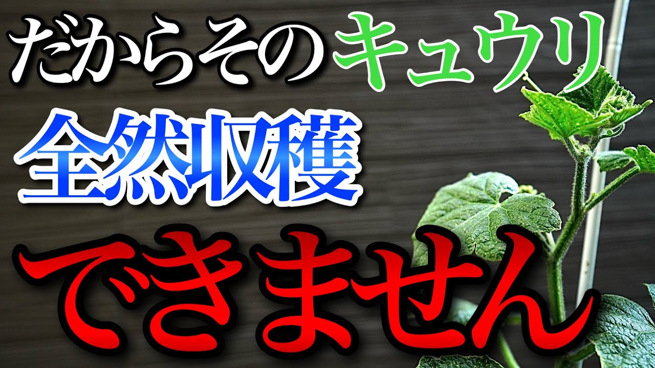 Cucumbers] Beginners Don't Do This, That's Why Your Yield Is Low